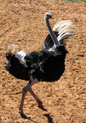 21st Aug 2014 - Doing the Ostrich dance