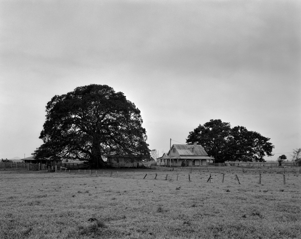 Farmhouse and two figs by peterdegraaff