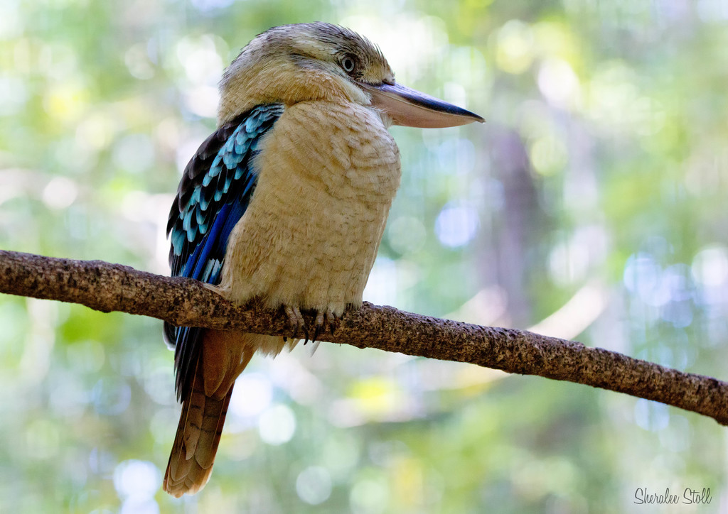Blue Winged Kookaburra by bella_ss