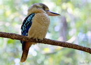 22nd Aug 2014 - Blue Winged Kookaburra