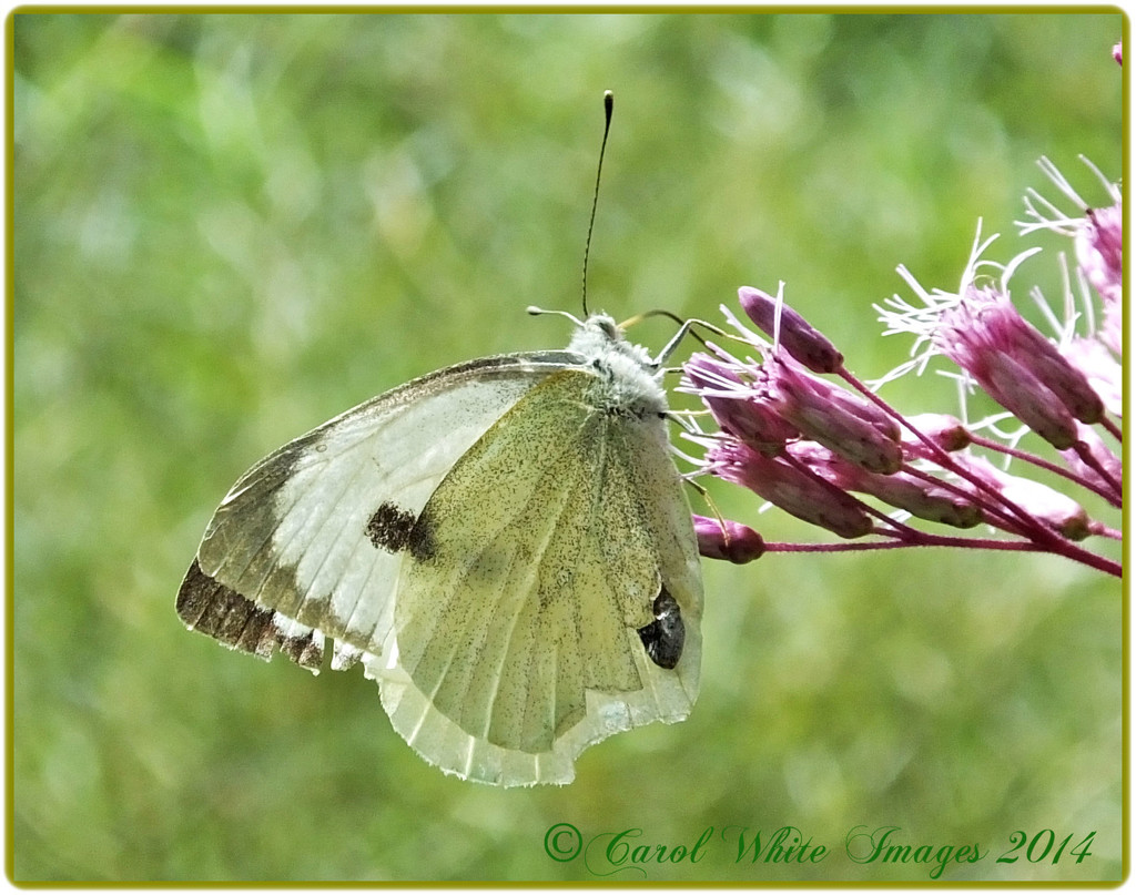 'Large White'Butterfly by carolmw