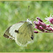 'Large White'Butterfly by carolmw