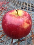 22nd Aug 2014 - Braeburn apple