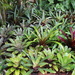 Assorted Bromeliads by terryliv