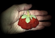 22nd Aug 2014 - Strawberry Surprise