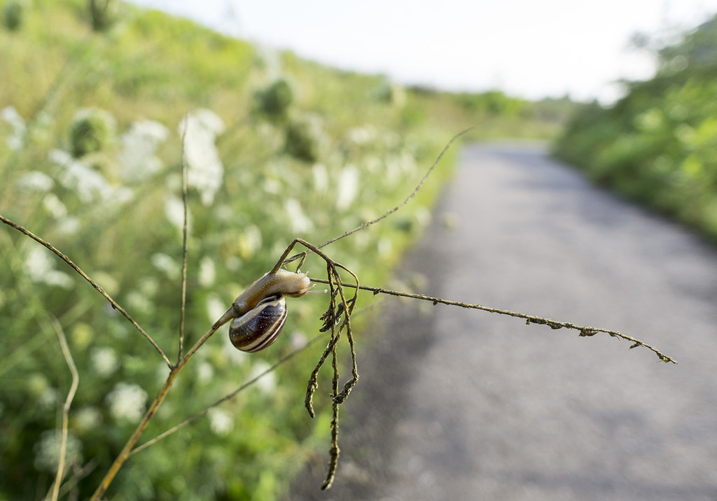 Another climbing snail... by gardencat