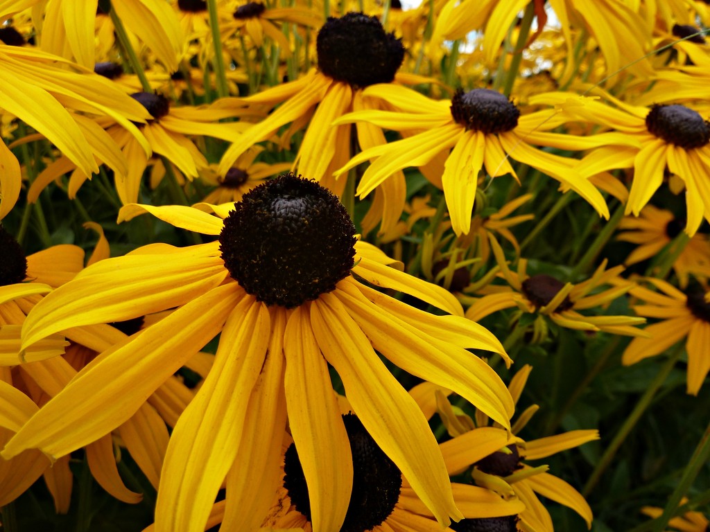 Rudbeckia Rules. by wendyfrost