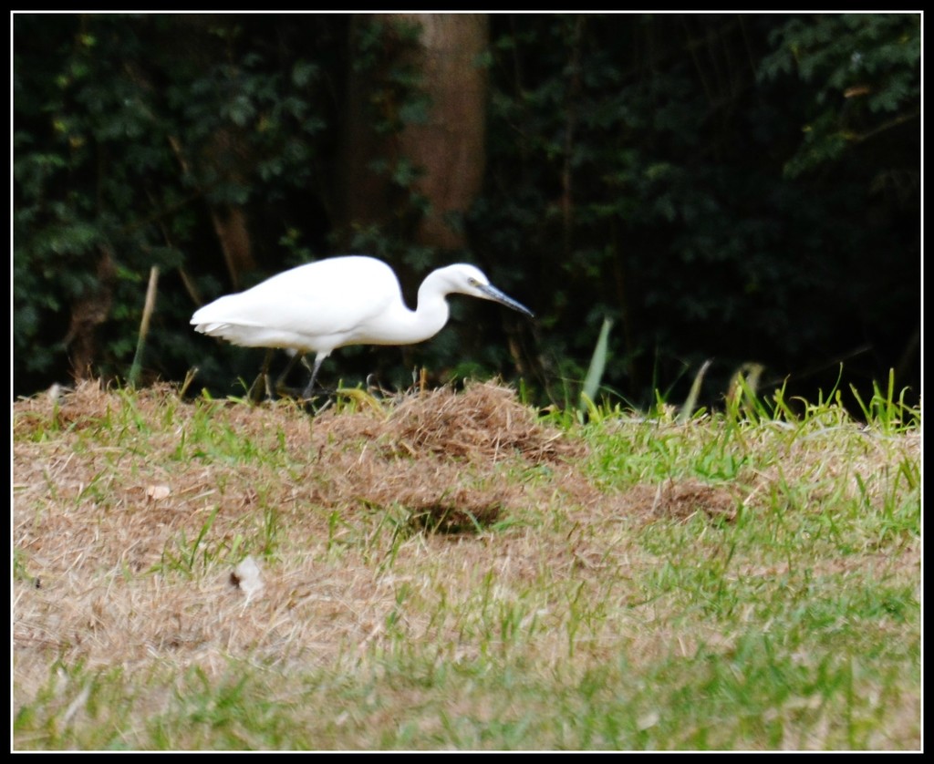 Little egret by rosiekind