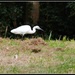 Little egret by rosiekind