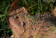 22nd Aug 2014 - Morning Dew