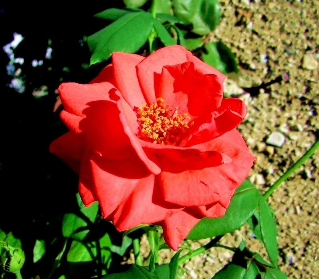 Ružičasta ruža by vesna0210