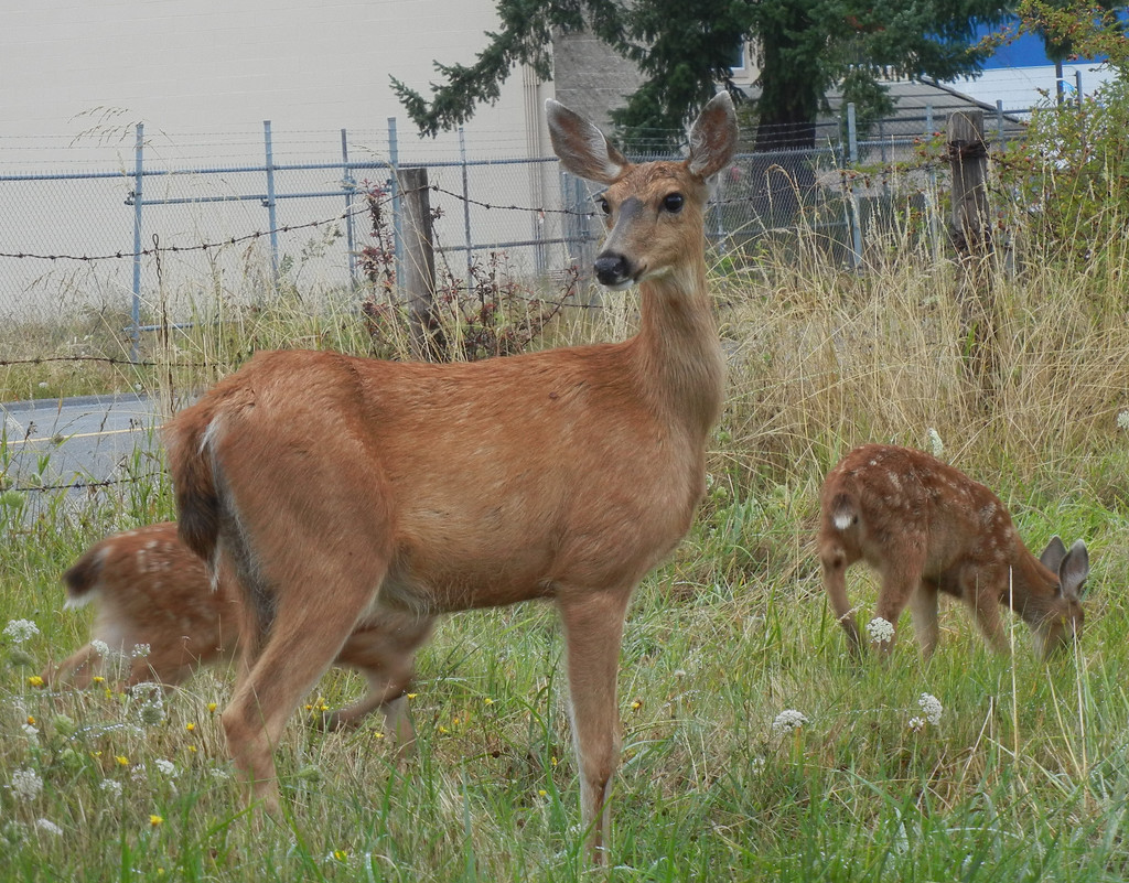 Doe, a deer..... by kathyo