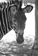 22nd Aug 2014 - Zebra