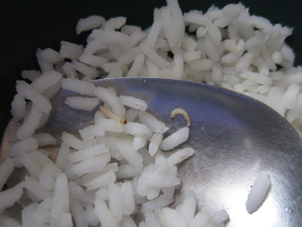 Rice with maggots... by ingrid01