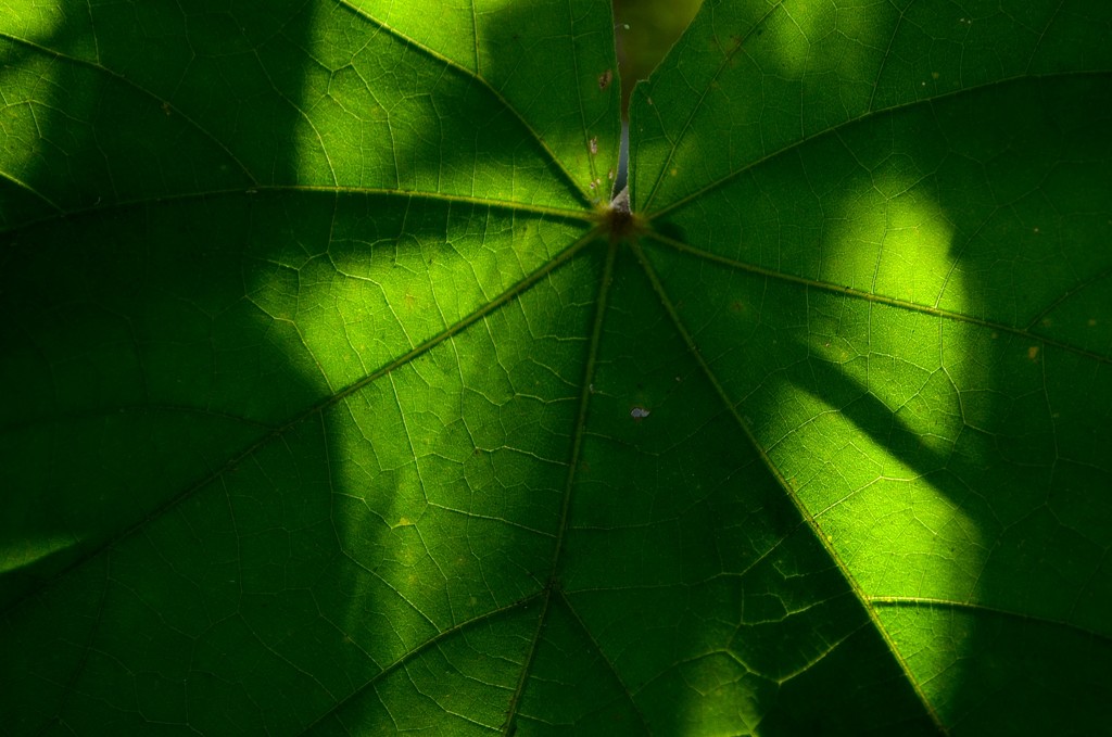 Leaf light and shadow by congaree