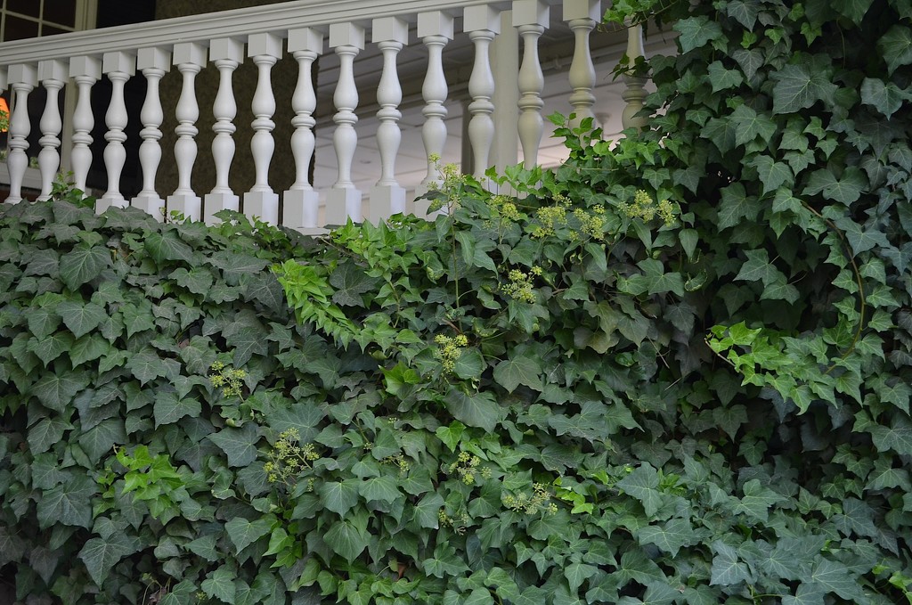 Ivy and balcony by congaree