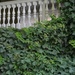 Ivy and balcony by congaree