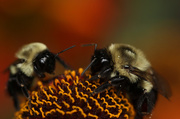 22nd Aug 2014 - Bee My Friend?