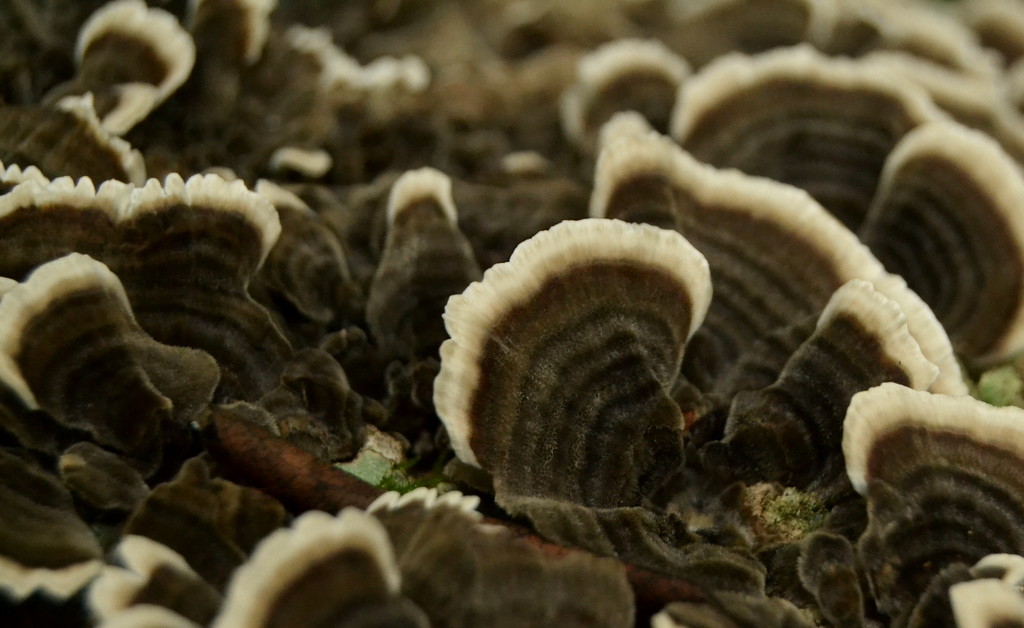 Turkey Tail up close by francoise