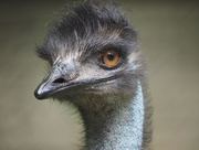 22nd Aug 2014 - Emu Watching You!
