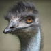 Emu Watching You! by selkie