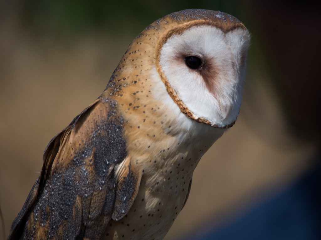 Barn Owl by khrunner