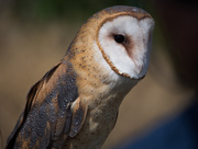 22nd Aug 2014 - Barn Owl