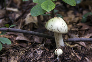 22nd Aug 2014 - Toad Stool