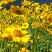 Sunflowers Galore! by harbie