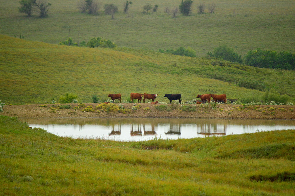 Flint Hills Cattle Reflections by kareenking