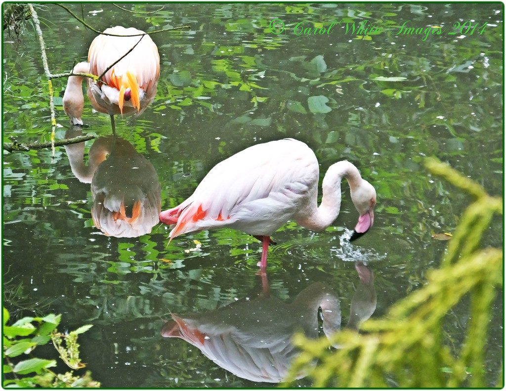 Pretty Flamingoes by carolmw
