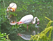 23rd Aug 2014 - Pretty Flamingoes