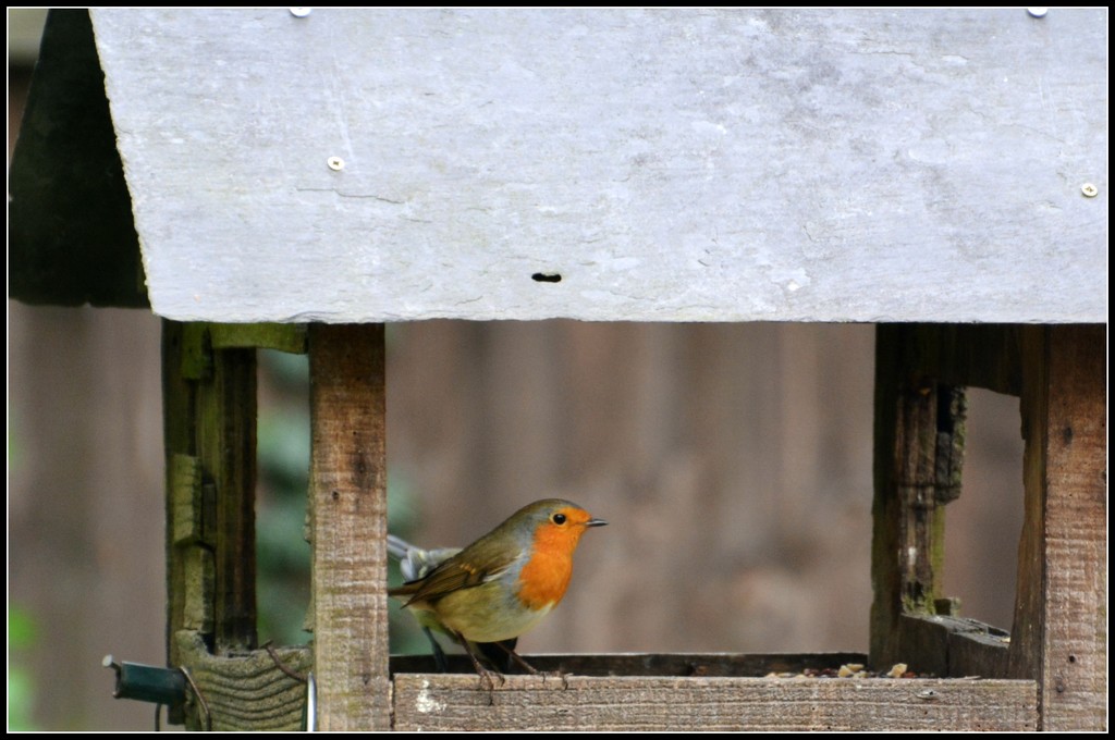 Visiting the bird table by rosiekind