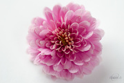 23rd Aug 2014 - Pink chrysanthemum