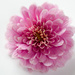 Pink chrysanthemum by elisasaeter