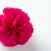 Dianthus by elisasaeter
