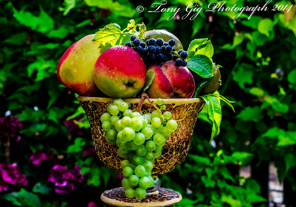 Fruit From The Garden by tonygig