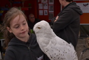 17th Aug 2014 - Young competent Owl handler