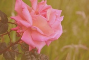 15th Aug 2014 - Pink rose