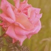 Pink rose by ziggy77