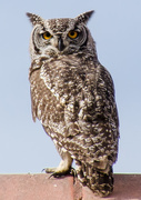 23rd Aug 2014 - Spotted Eagle Owl