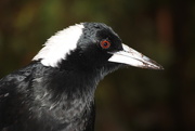 23rd Aug 2014 - Father Magpie