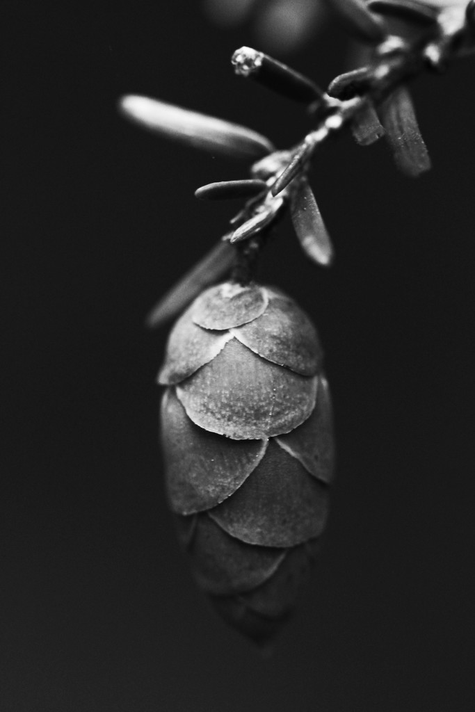 Hemlock Cone in Black and White by mzzhope