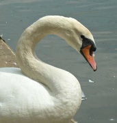 24th Aug 2014 -  A-Must-4-August. Peace. S is for Swan