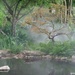 Foggy Morning at the Pond by lynne5477