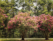 23rd Aug 2014 - Crepe Myrtle in the Pines