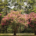 Crepe Myrtle in the Pines by khrunner