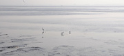23rd Aug 2014 - egretes fishing mud flats