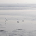 egretes fishing mud flats by ianjb21
