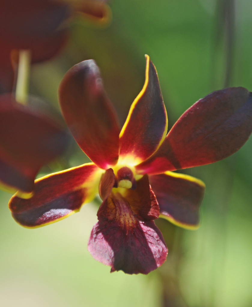 dark orchid by ianjb21